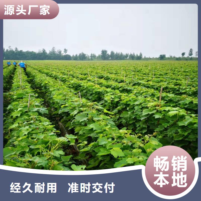 葡萄苗【苹果苗】厂家供应由广祥为您