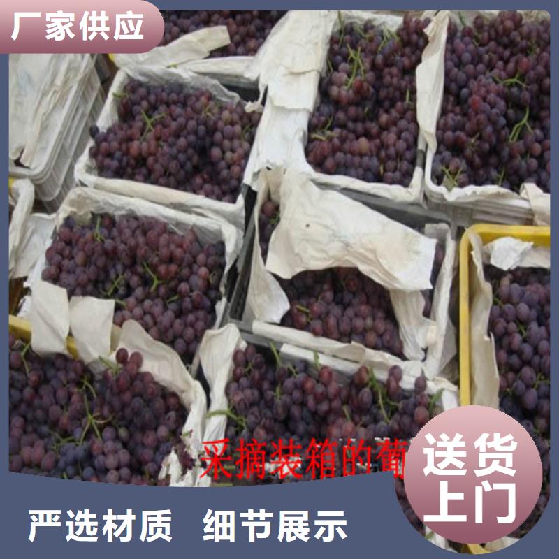 葡萄苗【苹果苗】厂家供应由广祥为您