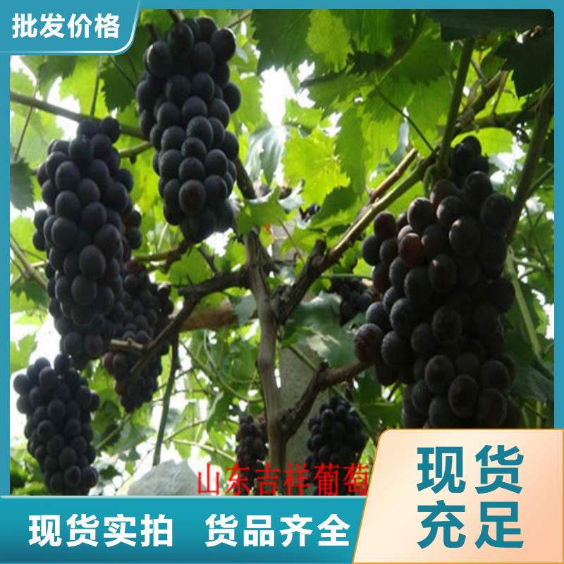 葡萄苗【苹果苗】厂家供应由广祥为您