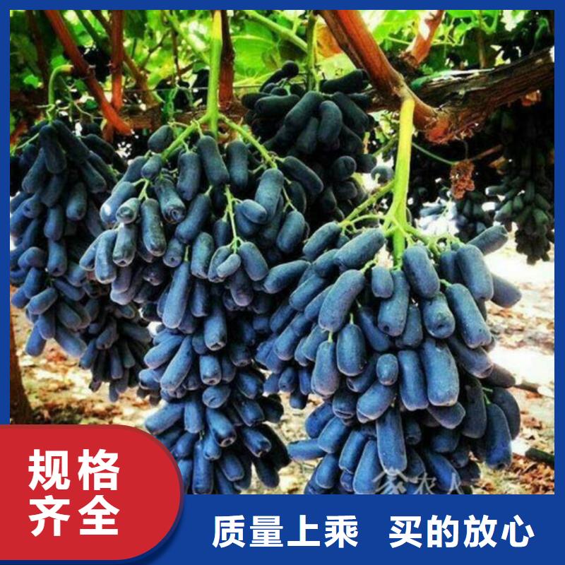 葡萄苗【苹果苗】厂家供应由广祥为您