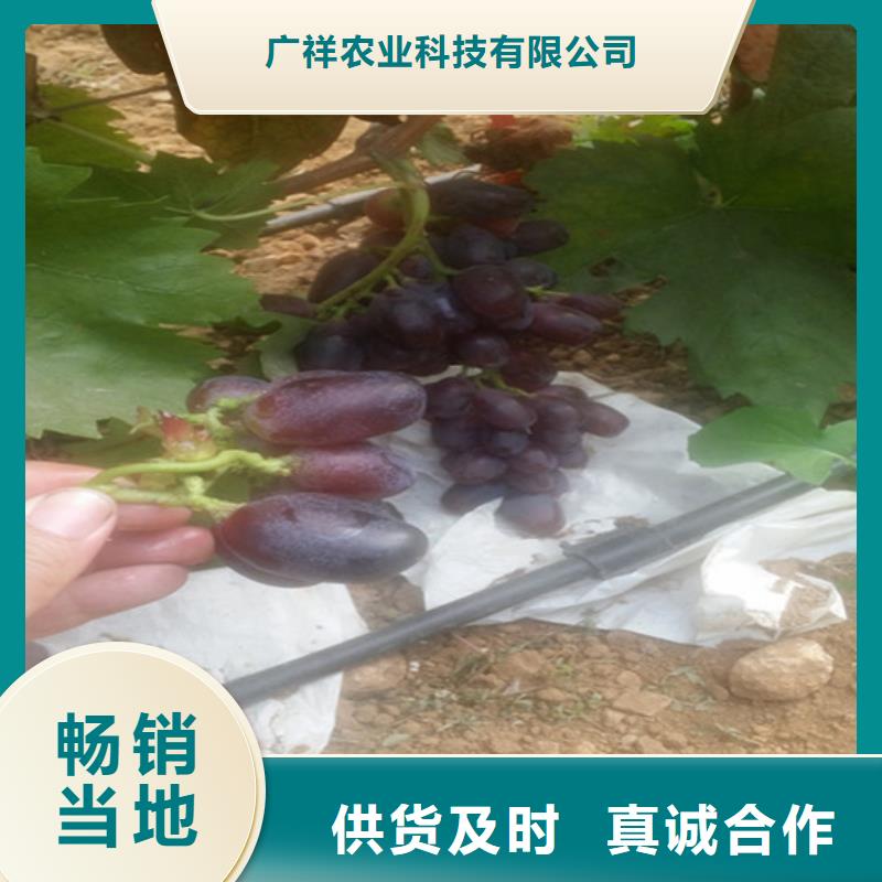 葡萄苗【苹果苗】厂家供应由广祥为您