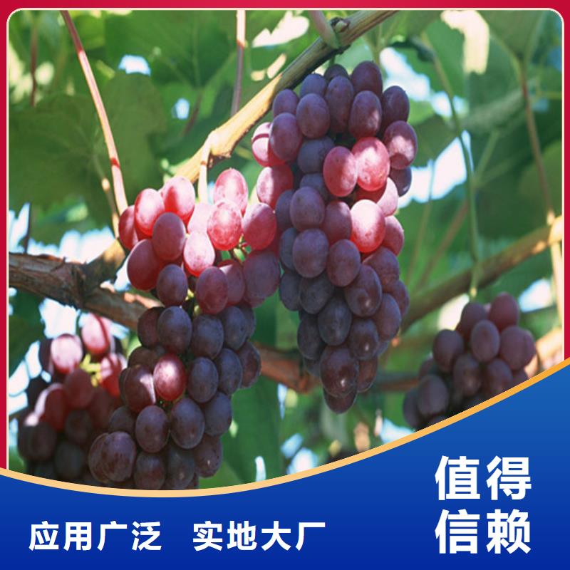 葡萄苗【苹果苗】厂家供应由广祥为您