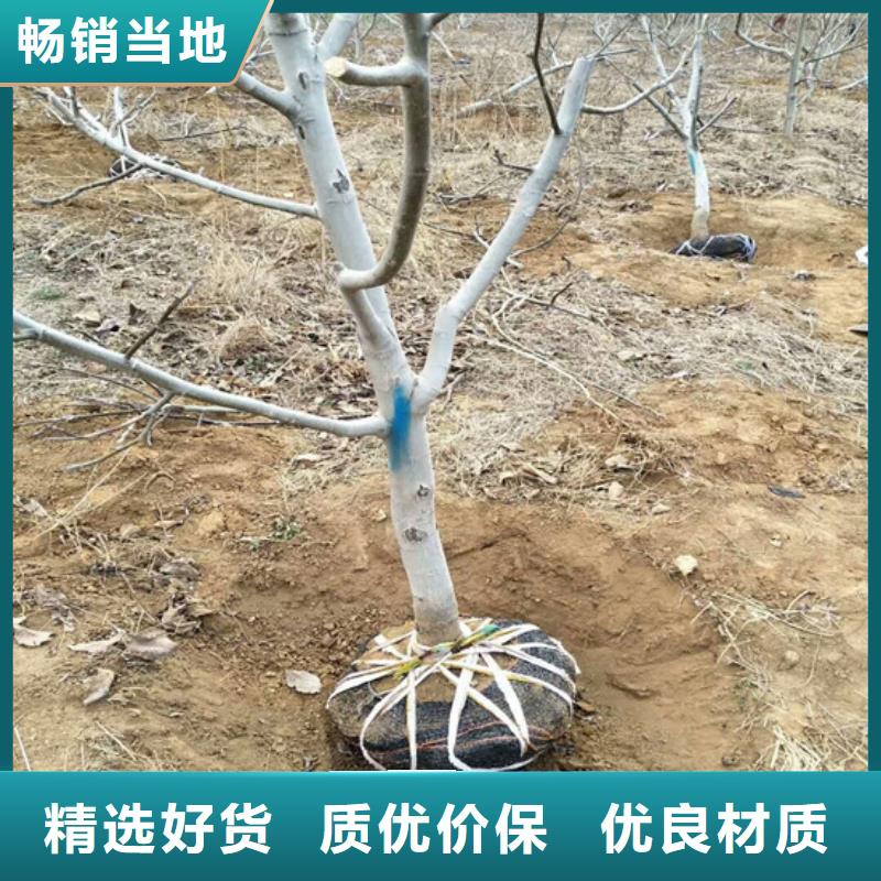 核桃苗阳光玫瑰葡萄树苗质量不佳尽管来找我