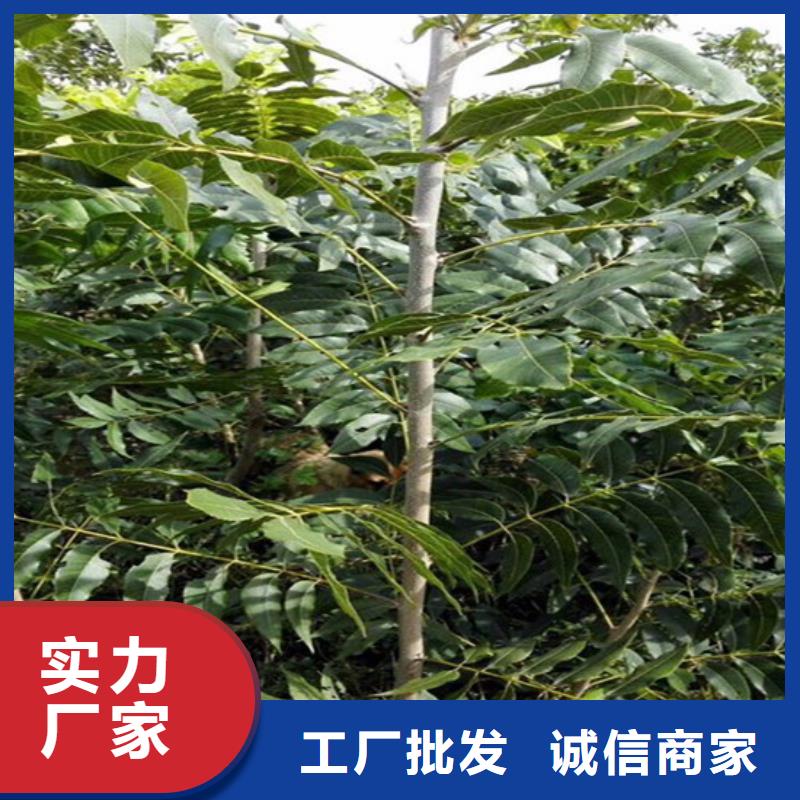 黑珍珠草莓苗视频-湖北省荆门市广祥黑珍珠草莓苗可服务区域沙洋|掇刀|随州|黄冈|宜昌|黄石|荆州|咸宁|襄阳等