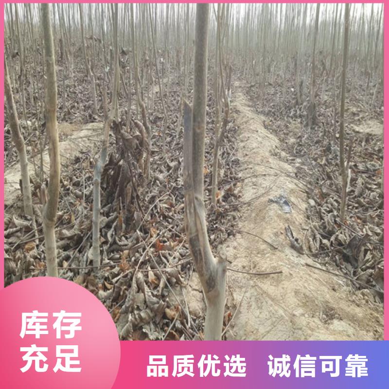 黑珍珠草莓苗视频-湖北省荆门市广祥黑珍珠草莓苗可服务区域沙洋|掇刀|随州|黄冈|宜昌|黄石|荆州|咸宁|襄阳等