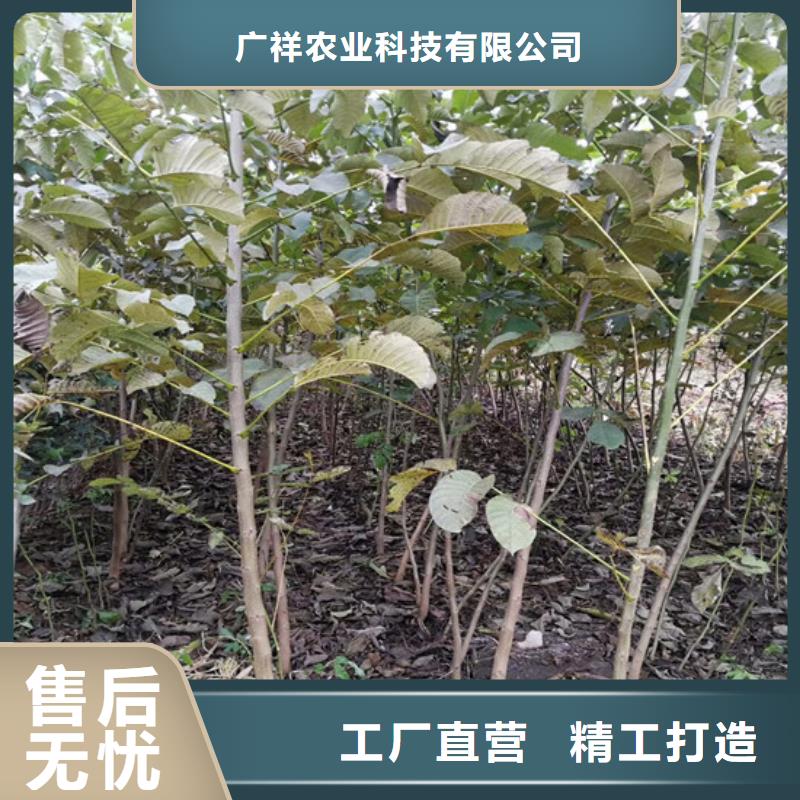 核桃苗果树苗超产品在细节