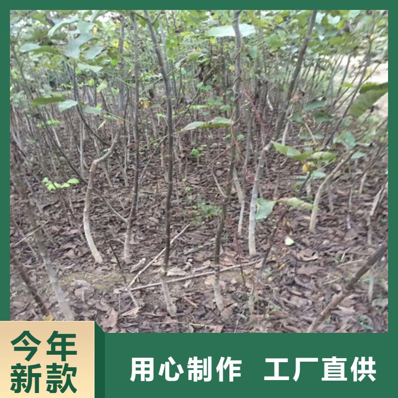 核桃苗阳光玫瑰葡萄树苗质量不佳尽管来找我
