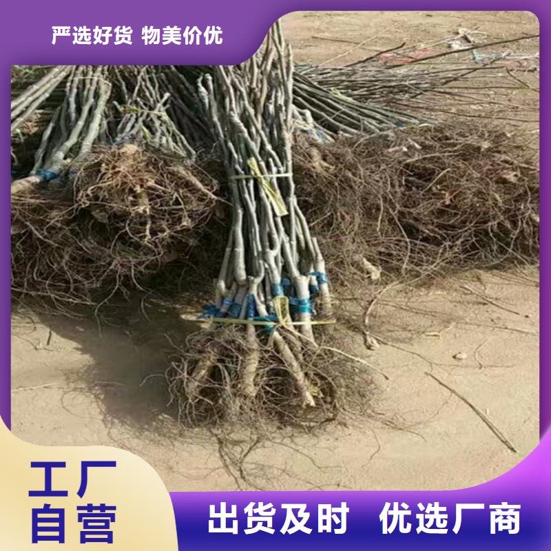 黑珍珠草莓苗视频-湖北省荆门市广祥黑珍珠草莓苗可服务区域沙洋|掇刀|随州|黄冈|宜昌|黄石|荆州|咸宁|襄阳等