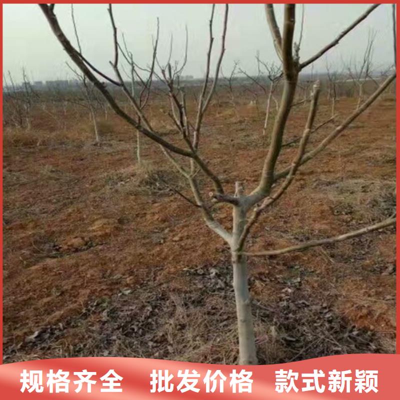 黑珍珠草莓苗视频-湖北省荆门市广祥黑珍珠草莓苗可服务区域沙洋|掇刀|随州|黄冈|宜昌|黄石|荆州|咸宁|襄阳等