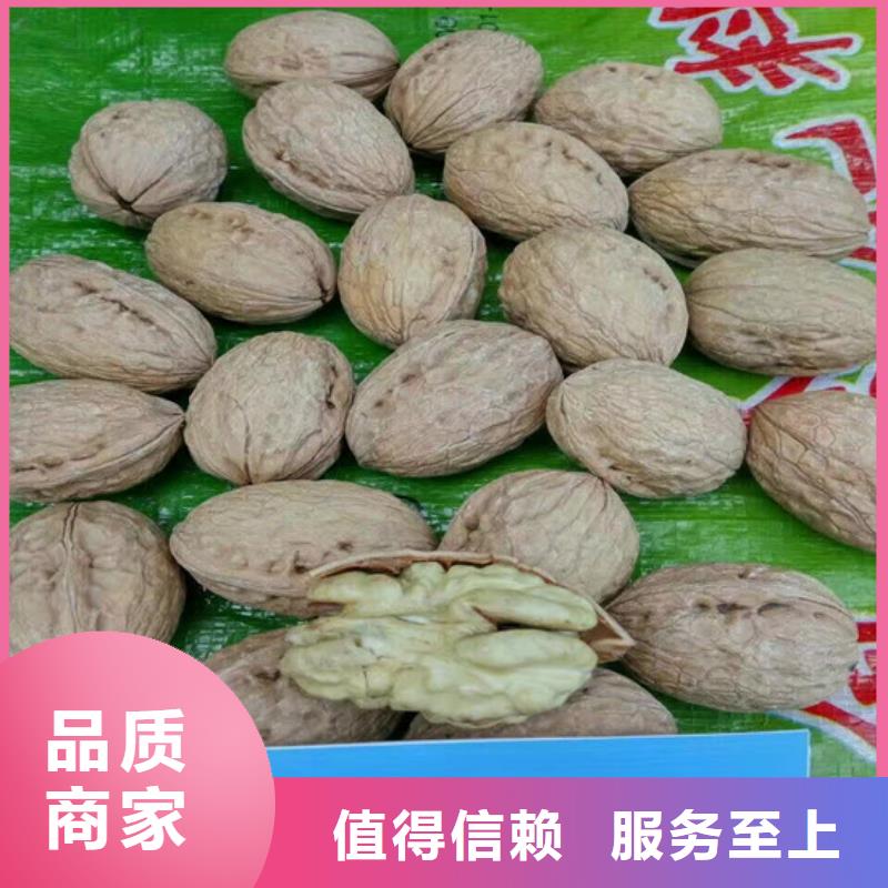 核桃苗果树苗超产品在细节