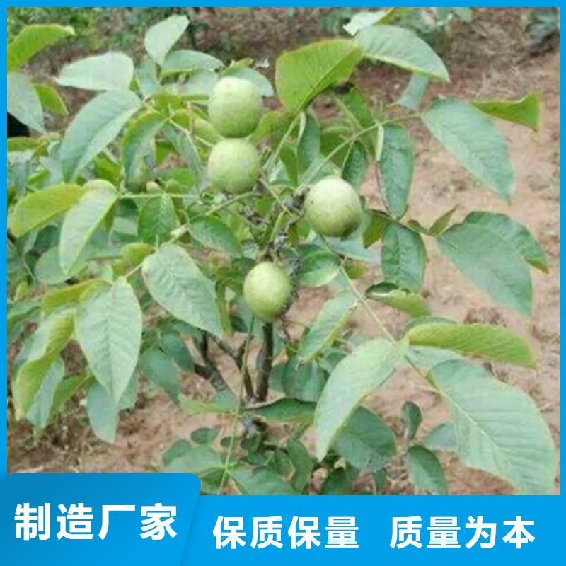 核桃苗阳光玫瑰葡萄树苗质量不佳尽管来找我