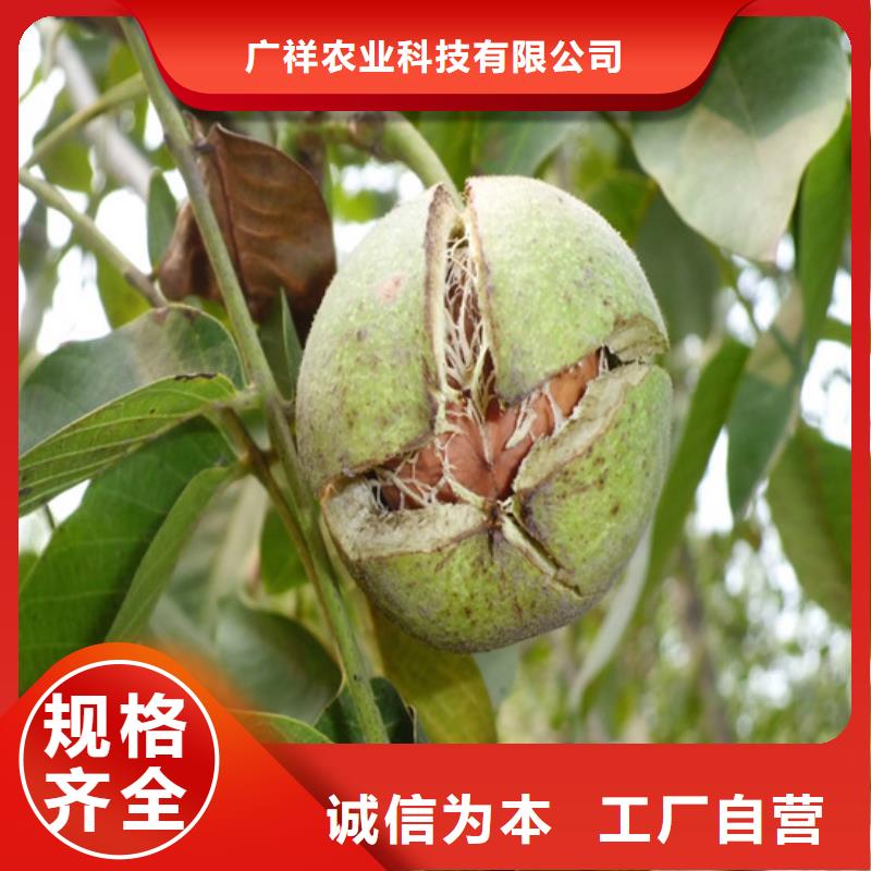 黑珍珠草莓苗视频-湖北省荆门市广祥黑珍珠草莓苗可服务区域沙洋|掇刀|随州|黄冈|宜昌|黄石|荆州|咸宁|襄阳等
