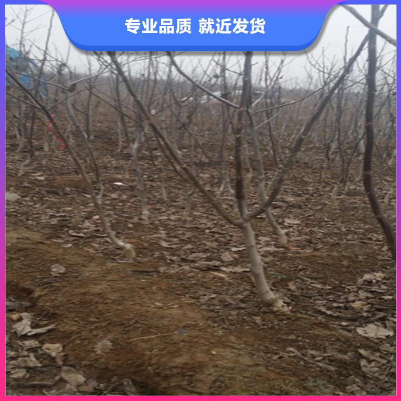 黑珍珠草莓苗视频-湖北省荆门市广祥黑珍珠草莓苗可服务区域沙洋|掇刀|随州|黄冈|宜昌|黄石|荆州|咸宁|襄阳等