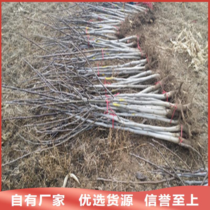 黑珍珠草莓苗视频-湖北省荆门市广祥黑珍珠草莓苗可服务区域沙洋|掇刀|随州|黄冈|宜昌|黄石|荆州|咸宁|襄阳等