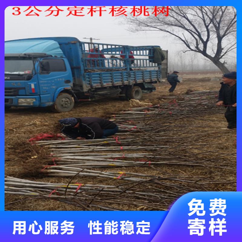 核桃苗果树苗超产品在细节