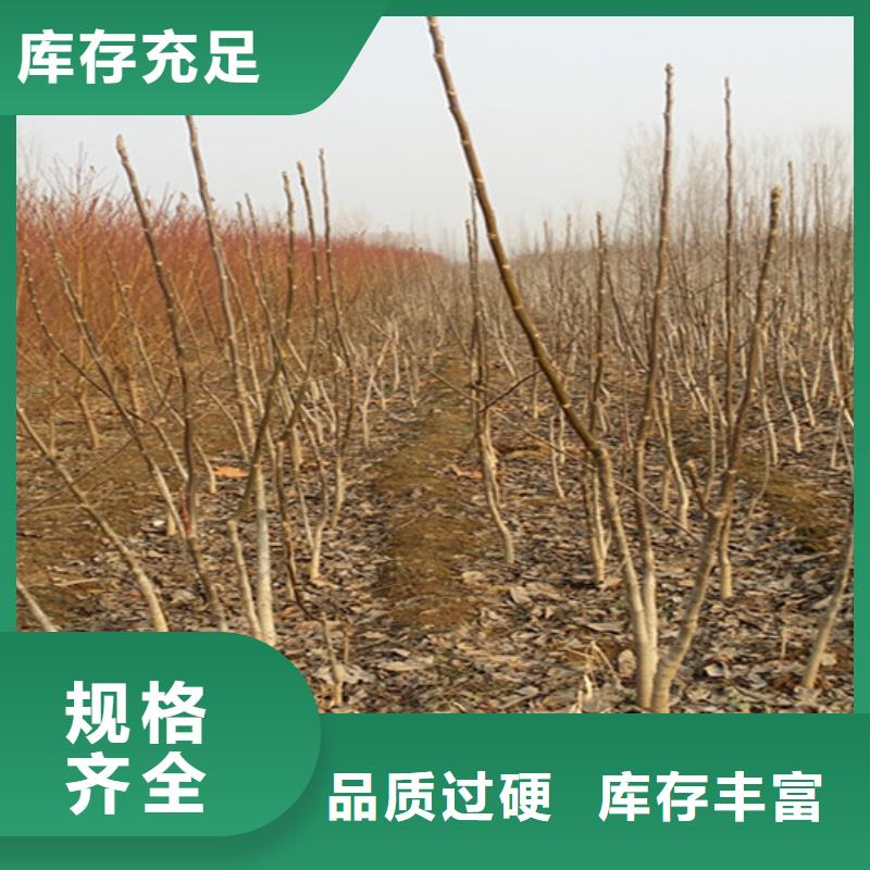 核桃苗果树苗超产品在细节
