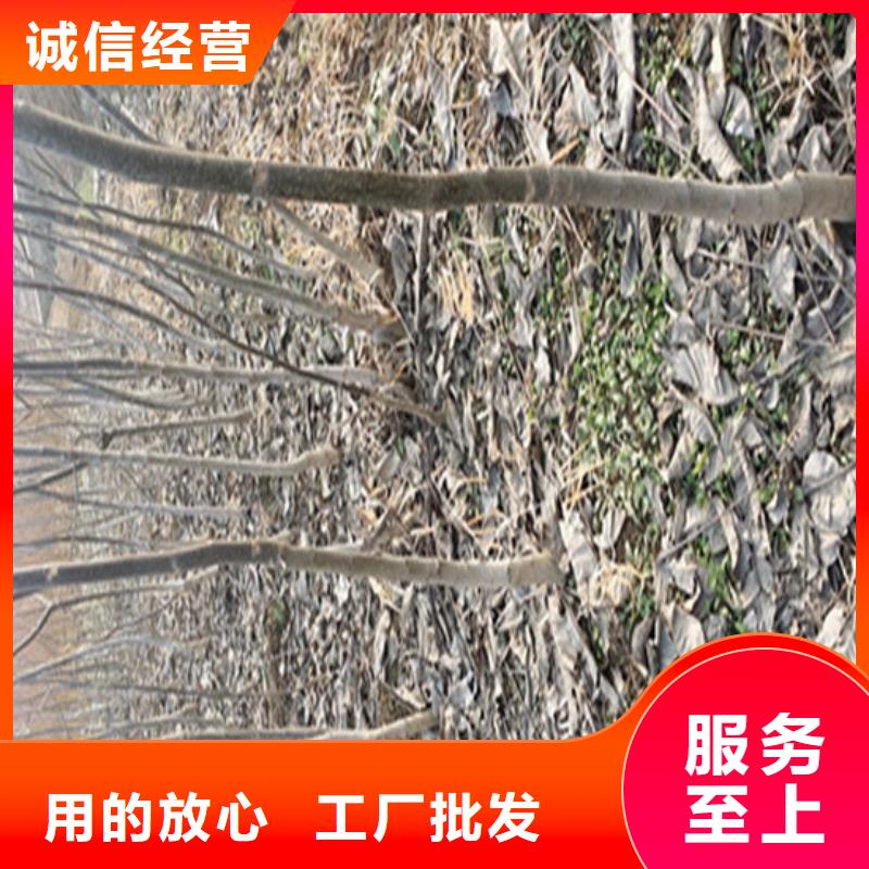 核桃苗果树苗超产品在细节