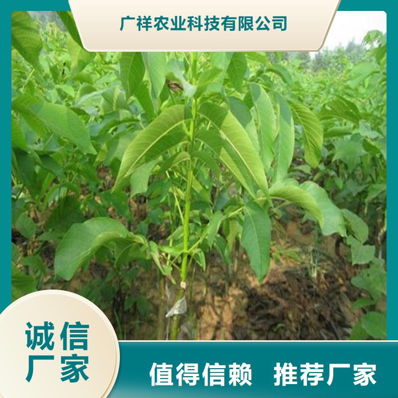 核桃苗果树苗超产品在细节
