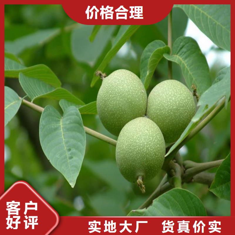 核桃苗果树苗超产品在细节