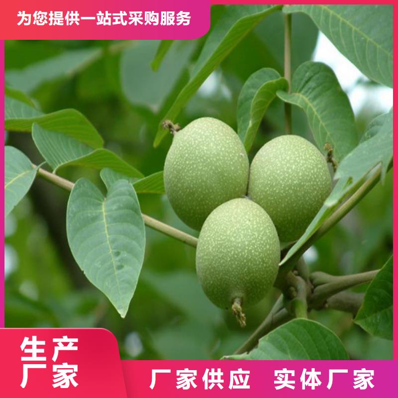 核桃苗果树苗超产品在细节