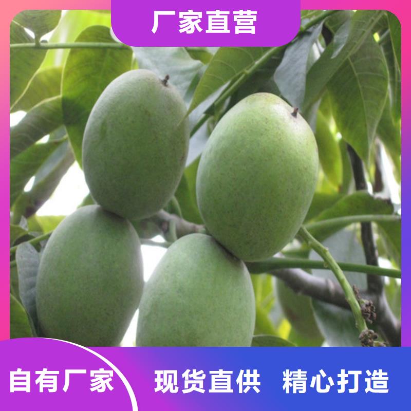 黑珍珠草莓苗视频-湖北省荆门市广祥黑珍珠草莓苗可服务区域沙洋|掇刀|随州|黄冈|宜昌|黄石|荆州|咸宁|襄阳等