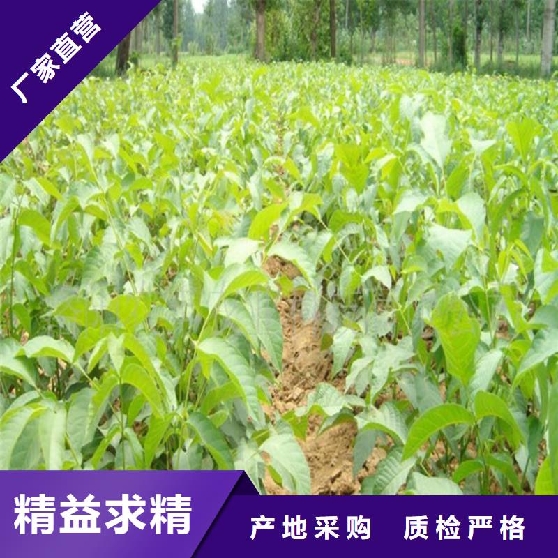 核桃苗果树苗超产品在细节