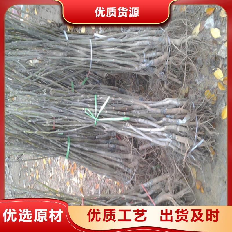 核桃苗果树苗超产品在细节