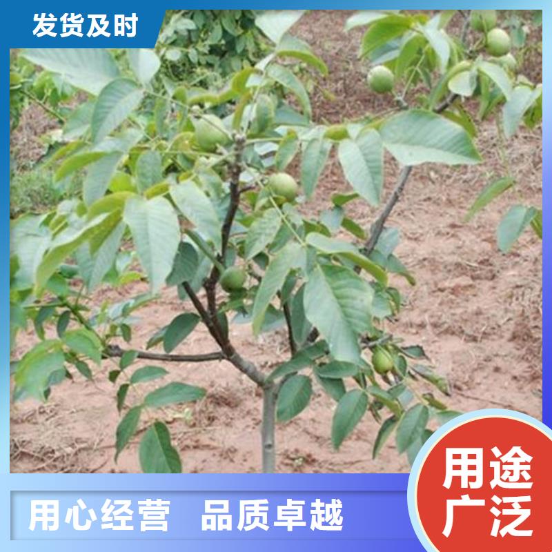 核桃苗果树苗超产品在细节
