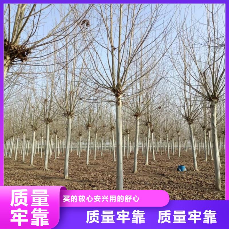 金叶白蜡视频-安徽省蚌埠市翌昊金叶白蜡可服务区域五河|固镇|马鞍山|芜湖|铜陵|淮南等