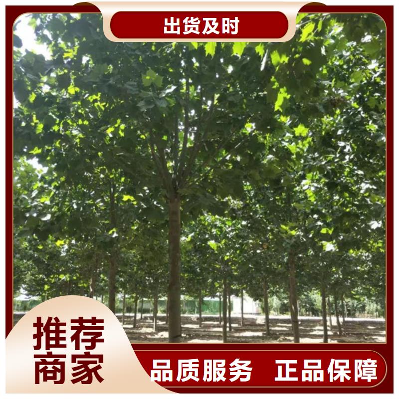 金叶白蜡视频-安徽省蚌埠市翌昊金叶白蜡可服务区域五河|固镇|马鞍山|芜湖|铜陵|淮南等