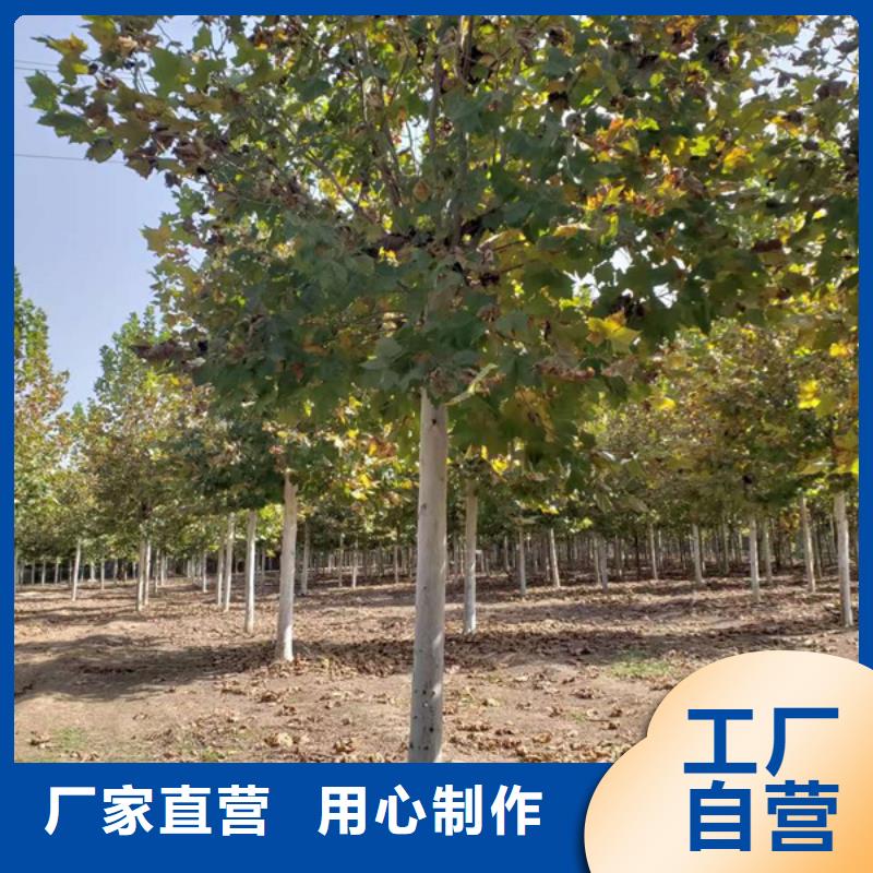 金叶白蜡视频-安徽省蚌埠市翌昊金叶白蜡可服务区域五河|固镇|马鞍山|芜湖|铜陵|淮南等