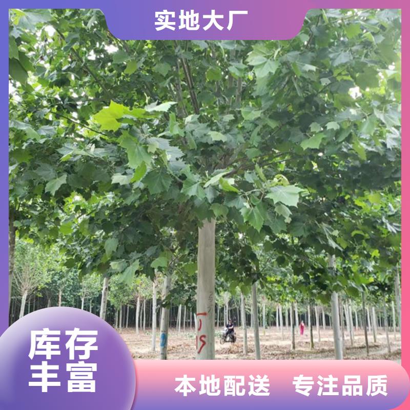 金叶白蜡视频-安徽省蚌埠市翌昊金叶白蜡可服务区域五河|固镇|马鞍山|芜湖|铜陵|淮南等