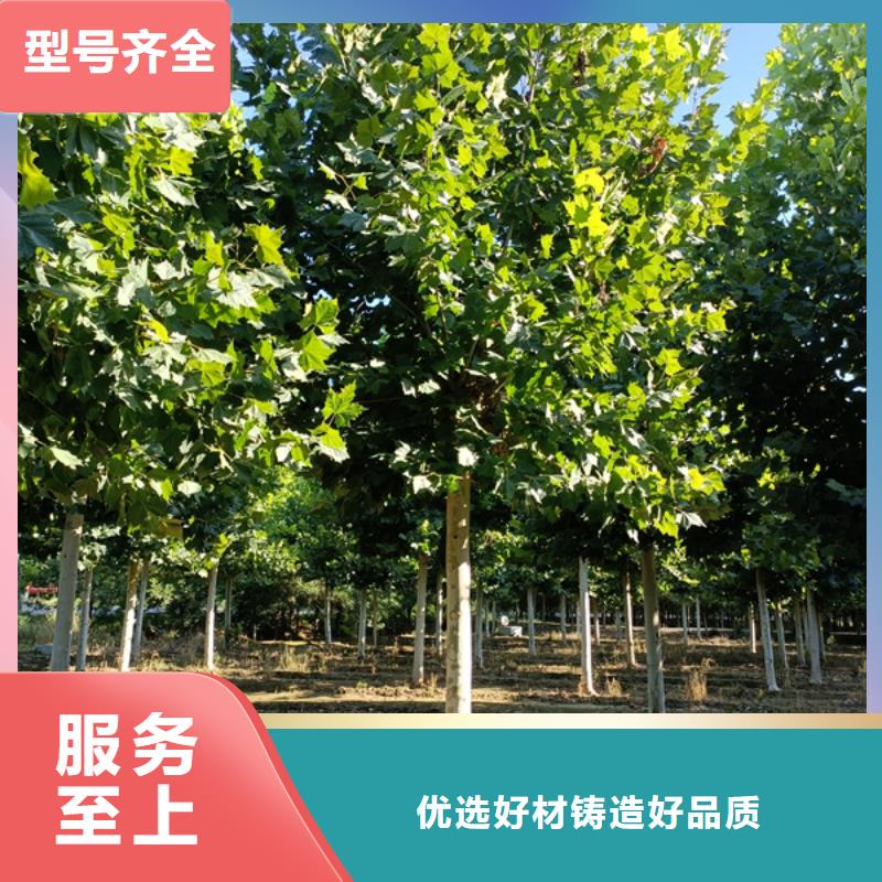 金叶白蜡视频-安徽省蚌埠市翌昊金叶白蜡可服务区域五河|固镇|马鞍山|芜湖|铜陵|淮南等