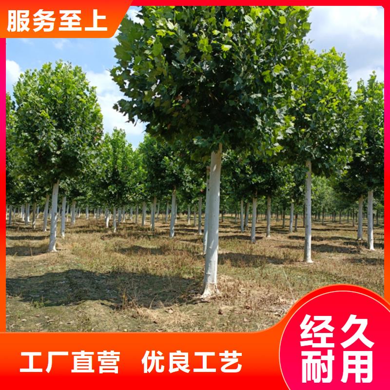 金叶白蜡视频-安徽省蚌埠市翌昊金叶白蜡可服务区域五河|固镇|马鞍山|芜湖|铜陵|淮南等