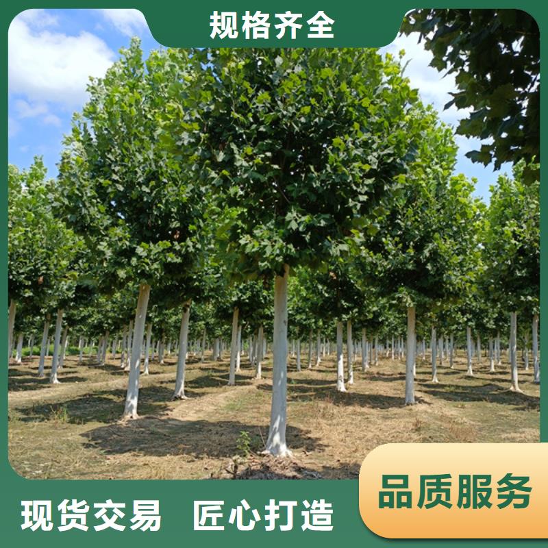 金叶白蜡视频-安徽省蚌埠市翌昊金叶白蜡可服务区域五河|固镇|马鞍山|芜湖|铜陵|淮南等