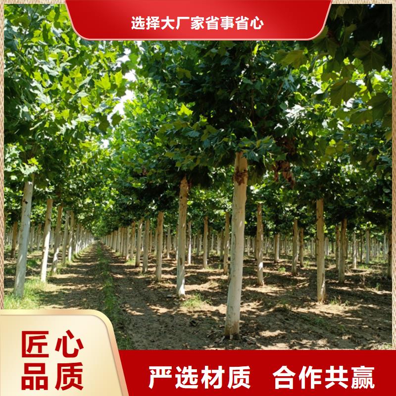 金叶白蜡视频-安徽省蚌埠市翌昊金叶白蜡可服务区域五河|固镇|马鞍山|芜湖|铜陵|淮南等