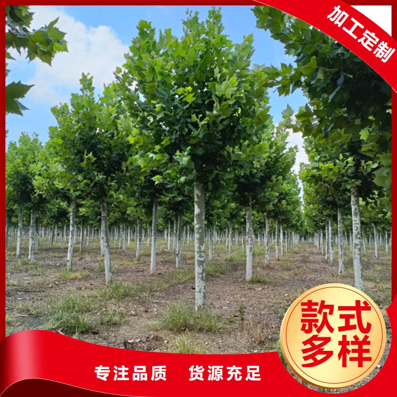 金叶白蜡视频-安徽省蚌埠市翌昊金叶白蜡可服务区域五河|固镇|马鞍山|芜湖|铜陵|淮南等