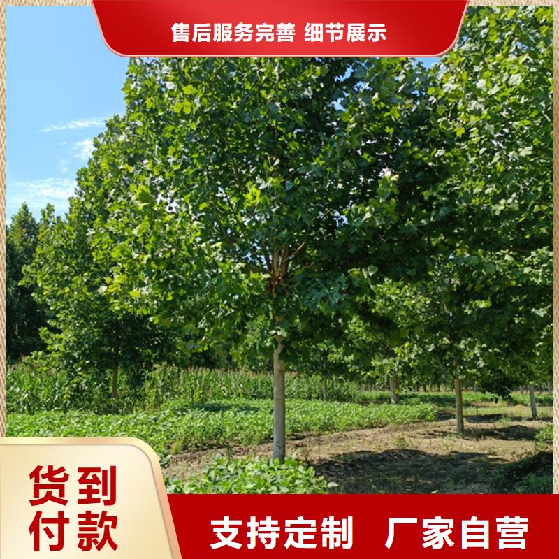 金叶白蜡视频-安徽省蚌埠市翌昊金叶白蜡可服务区域五河|固镇|马鞍山|芜湖|铜陵|淮南等