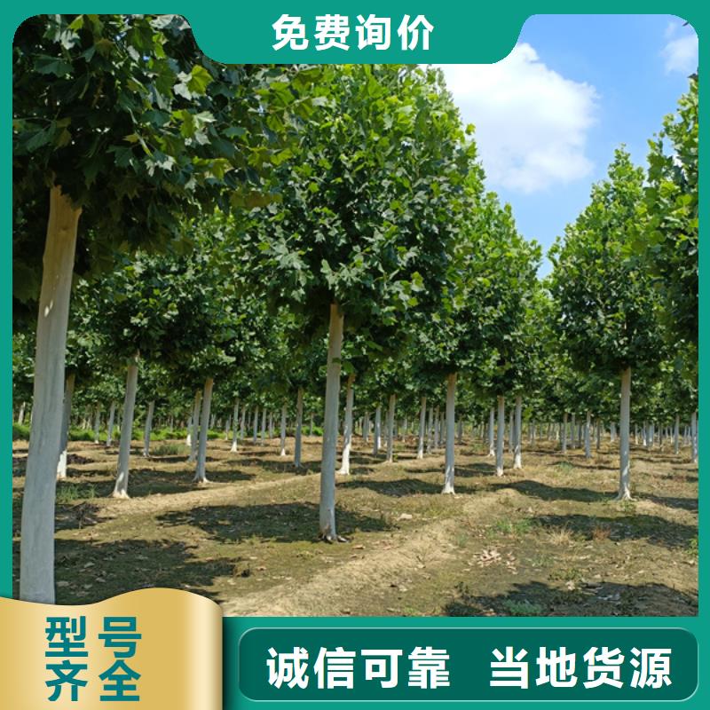 金叶白蜡视频-安徽省蚌埠市翌昊金叶白蜡可服务区域五河|固镇|马鞍山|芜湖|铜陵|淮南等