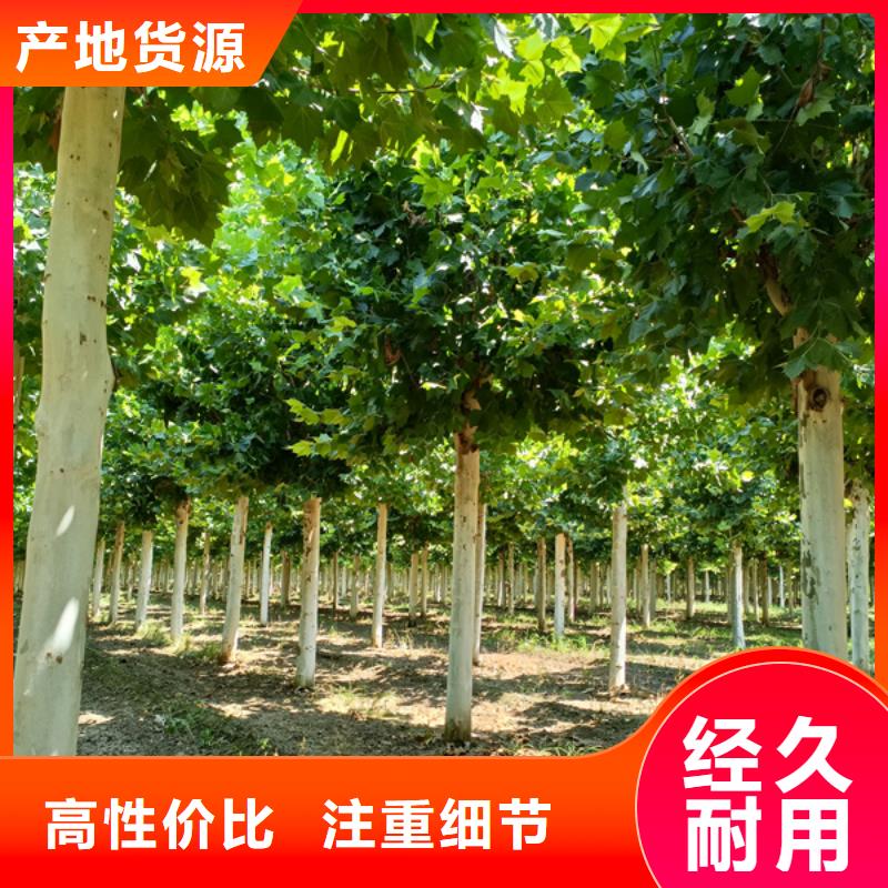 金叶白蜡视频-安徽省蚌埠市翌昊金叶白蜡可服务区域五河|固镇|马鞍山|芜湖|铜陵|淮南等