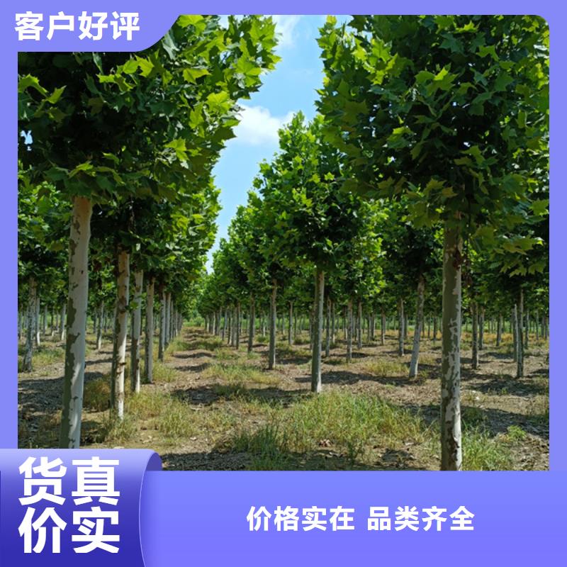 金叶白蜡视频-安徽省蚌埠市翌昊金叶白蜡可服务区域五河|固镇|马鞍山|芜湖|铜陵|淮南等