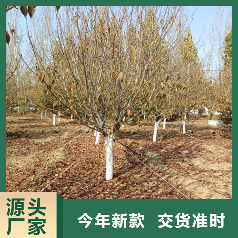 金叶白蜡视频-海口翌昊金叶白蜡_ 翌昊苗木种植基地(三亚市分公司)