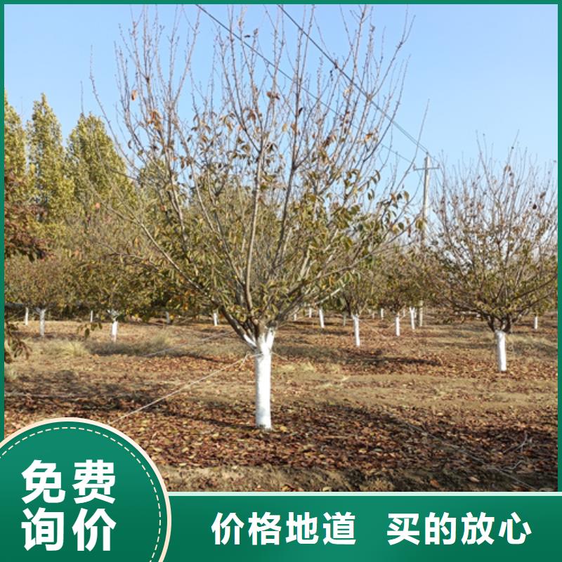 金叶白蜡视频-海口翌昊金叶白蜡_ 翌昊苗木种植基地(三亚市分公司)