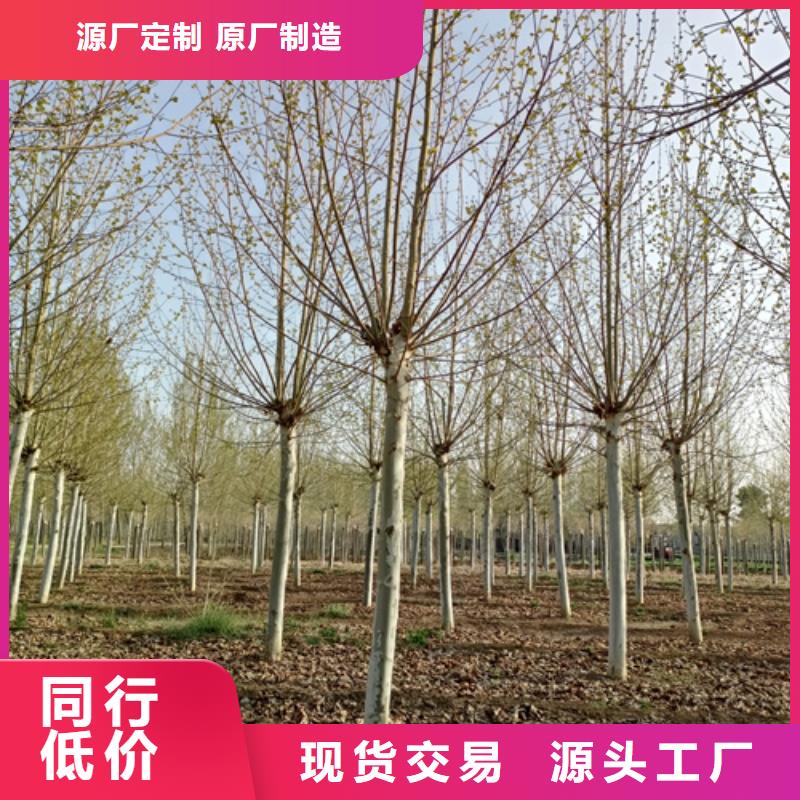 金叶白蜡视频-海口翌昊金叶白蜡_ 翌昊苗木种植基地(三亚市分公司)