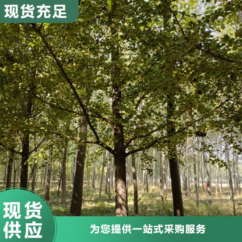 金叶白蜡视频-海口翌昊金叶白蜡_ 翌昊苗木种植基地(三亚市分公司)