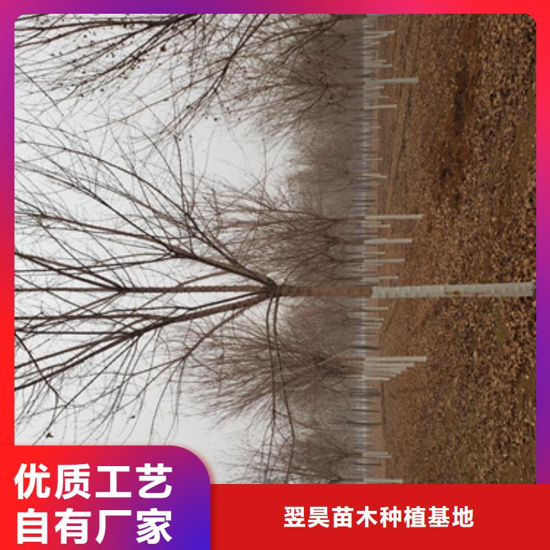 金叶白蜡视频-海口翌昊金叶白蜡_ 翌昊苗木种植基地(三亚市分公司)