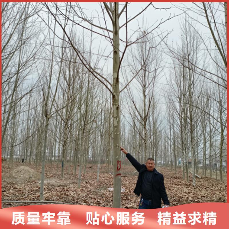 金叶白蜡视频-海口翌昊金叶白蜡_ 翌昊苗木种植基地(三亚市分公司)