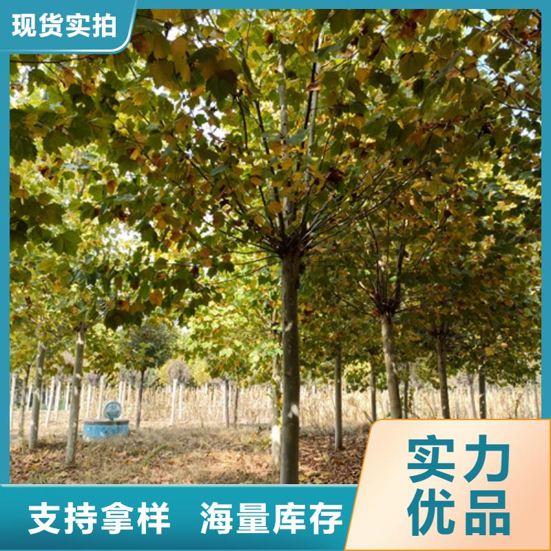 金叶白蜡视频-海口翌昊金叶白蜡_ 翌昊苗木种植基地(三亚市分公司)
