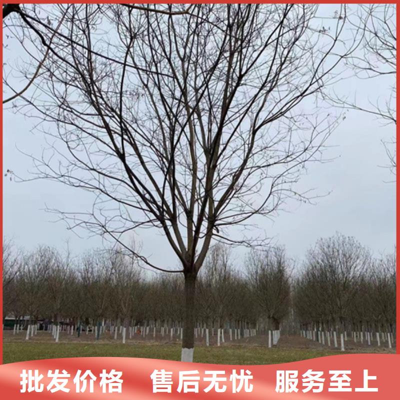金叶白蜡视频-海口翌昊金叶白蜡_ 翌昊苗木种植基地(三亚市分公司)