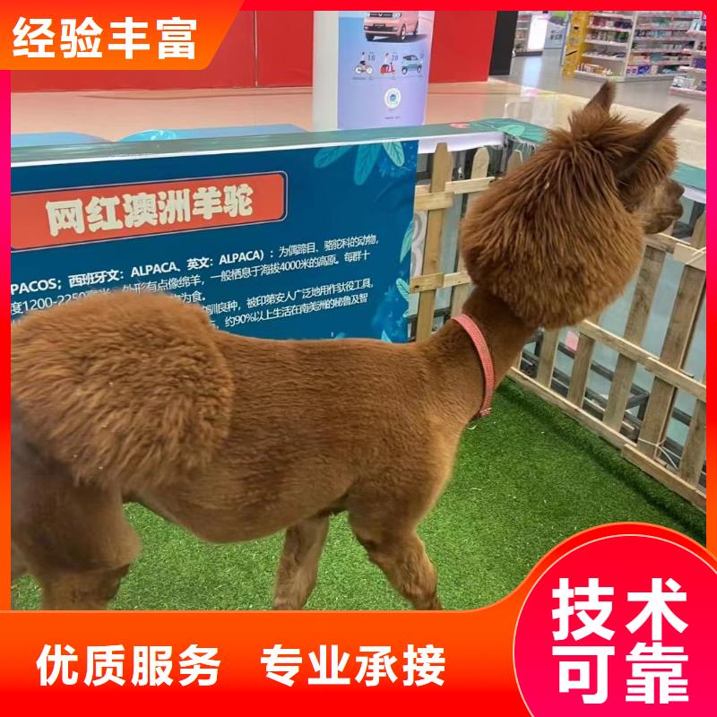 马戏团/羊驼_海狮表演出租收费合理